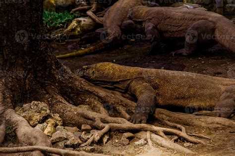 Dragão de Komodo o maior lagarto do mundo o dragão de komodo é um