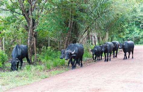 B Falos Da Ilha De Maraj Em Soure Opini Es E Fotos