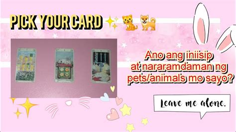 Pick A Card Ano Ang Iniisip At Nararamdaman Ng Pets Mo Sa Yo YouTube