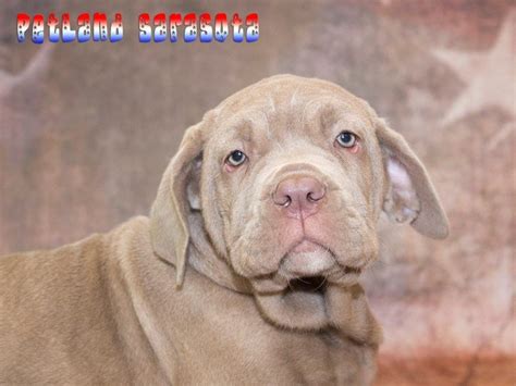 Neapolitan Mastiff Puppy Tawny Id22539 Located At Petland Sarasota