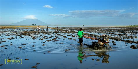 Candaba 2013 Candaba Swamp Aka Candaba Bird Sanctuary Pa Flickr