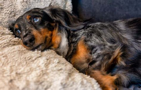 Dapple dachshund: Dog breed characteristics, pictures, care tips