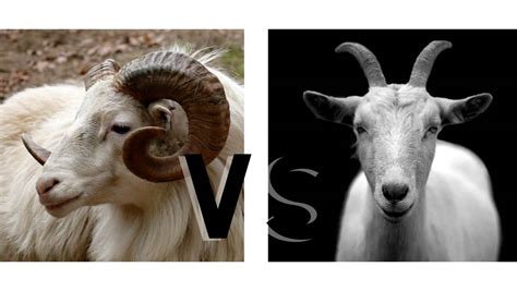 Ram Vs Goat: Understanding their Differences - Unique Pets