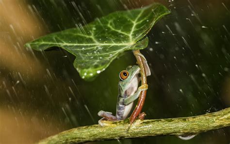 Nature Animals Frog Leaves Plants Rain Water Water Drops