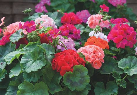 Geraniums Geranium Varieties Thompson And Morgan