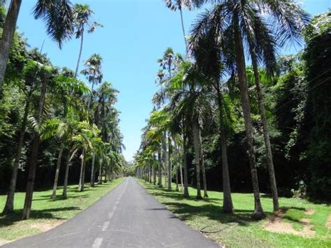 Henerathgoda Botanical Garden Gampaha лучшие советы перед посещением