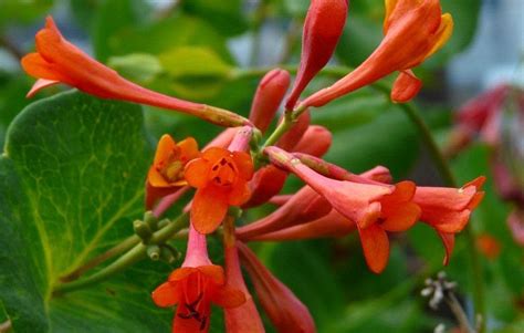 Honeysuckle ‘dropmore Scarlet Morden Nurseries And Garden Centre