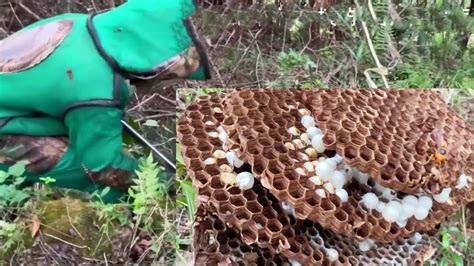 Bald Faced Hornet Stingwasp Nestgiant Murder Hornets Nest Removalground Yellow Jackets Nest