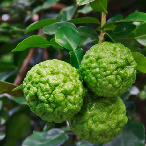 Lime Tree (Kaffir) - Gardenwize Nursery