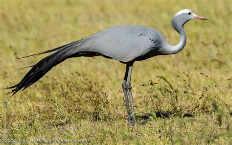 Crane Blue (Grus paradisea) - South Africa - World Bird Photos | World ...