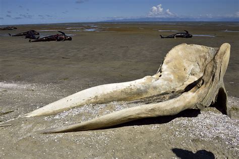 Enormous Sperm Whale Skull Stolen from Museum in Mystery Theft - Newsweek