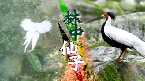 【oncc東網】【東網奇趣：登山客睹「白鳳凰」 仙氣畫面曝光】 Youtube