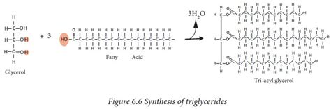 Triacylglycerols Or Triglycerides Physical And Chemical Properties