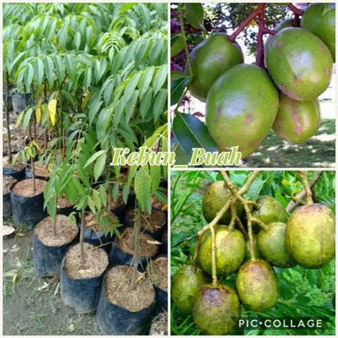 Jual Bibit Tanaman Buah Kedondong Bangkok Di Lapak Kebun Buah Bukalapak