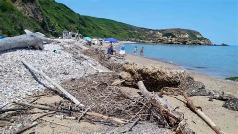 Nessun Nido Di Fratino A Punta Penna Parte La Pulizia Della Spiaggia