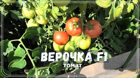 Помидоры Верочка Описание Сорта Фото – Telegraph