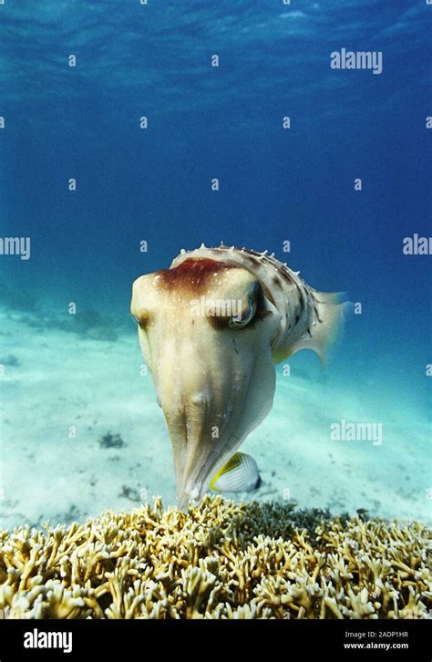 Female Broadclub Cuttlefish Sepia Latimanus Laying Eggs In Coral An