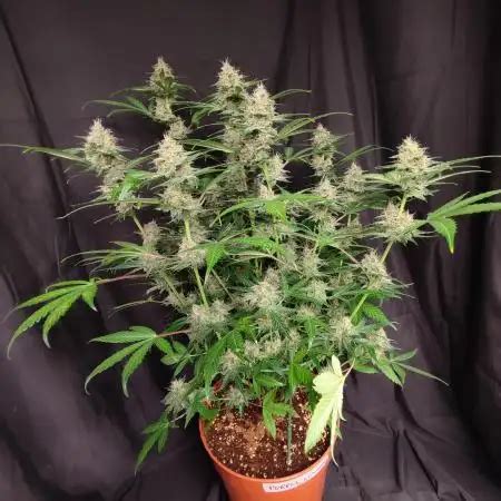 Purple Lemonade Auto Strain Info / Purple Lemonade Auto Weed By Fast ...