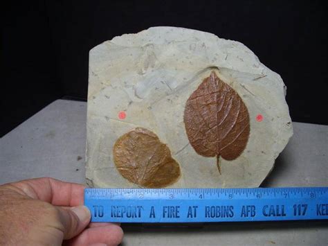 Beautifully Detailed Fossilized Leaves(053117j) - The Stones & Bones ...