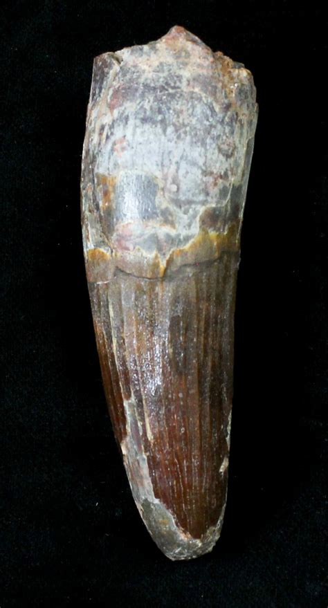 Large 315 Spinosaurus Tooth Nice Preservation 19608 For Sale