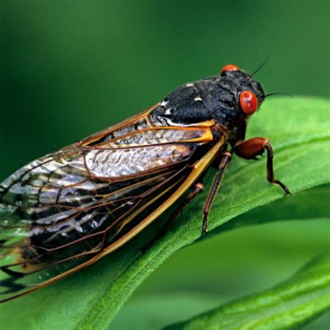 Cicada Sounds - Apps on Google Play