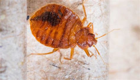 How Fast Do Bedbugs Spread Rove Pest Control