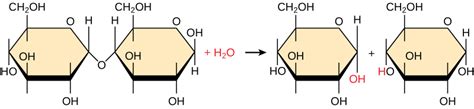 Difference Between Condensation and Hydrolysis | Definition, Mechanism, Examples, Comparison