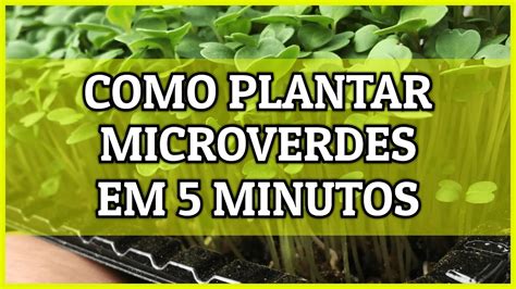 Como Plantar MicroVerdes PASSO A PASSO YouTube