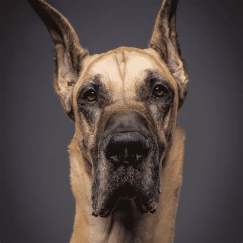 The 2 Sided Debate Great Dane Ear Cropping Hello Danes