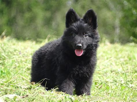 Black Long Haired German Shepherd Puppy Boy-RESERVED - Puppynet