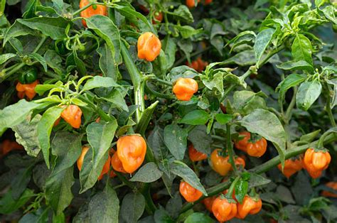 Top 60 Habanero Pepper Plant Stock Photos, Pictures, and Images - iStock