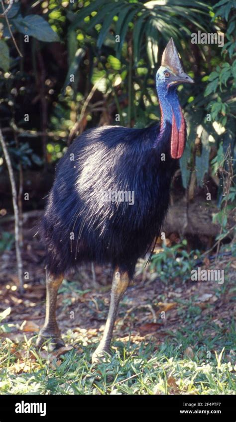 The Southern Cassowary Casuarius Casuarius Also Known As Double Wattled Cassowary Australian