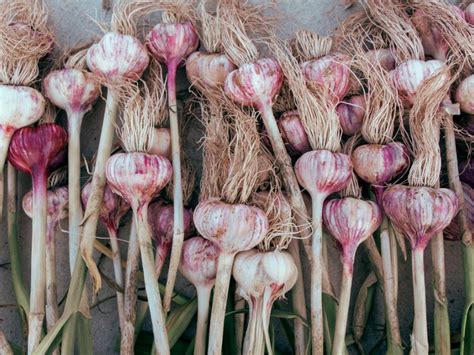 Harvesting Garlic At The Perfect Time: 3 Signs To Look For