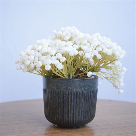 Planta Mosquitinho Em Vaso - Arranjo Flor Artificial Mosquitinho Branca No Vaso Preto| Formosinha ...