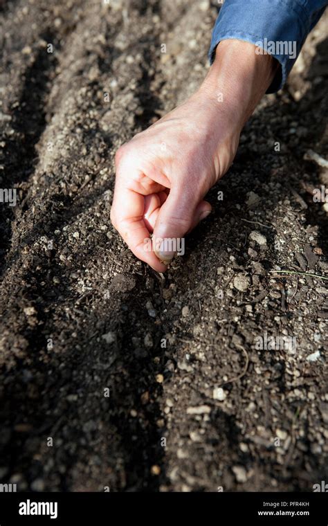 Sowing Lettuce Seeds Directly Into Soil Close Up Stock Photo Alamy