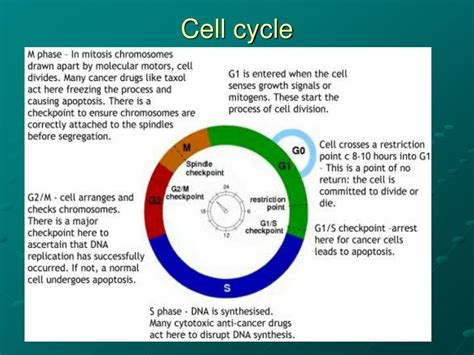 Ppt Regulation Of Cell Cycle By Protein Kinases Powerpoint