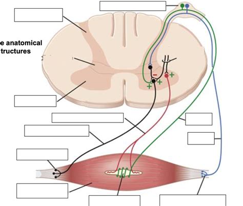 Diagram Of Spinal Cord Segment Quizlet