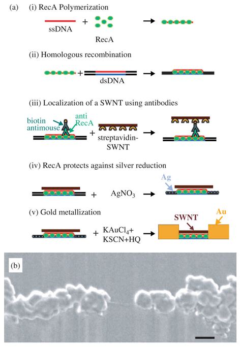 A Assembly Of A Dna Templated Fet I Polymerization Of Reca