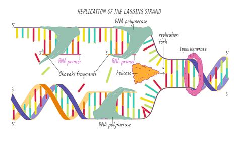 The Structure Of Dna By Ron Vale