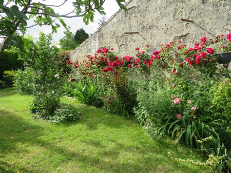 Cagouille s Garden Taille des rosiers non grimpants spécial débutant