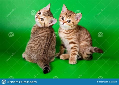 Dos Lindos Ginger Tabby British Kitten Foto De Archivo Imagen De Casta Mascota 175842296