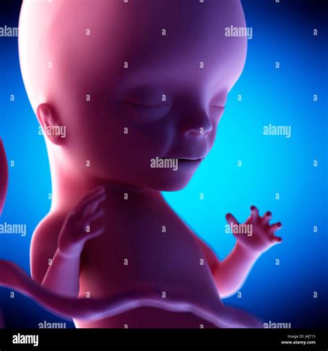 Human Fetus At Week 15 Of Gestation Hi Res Stock Photography And Images