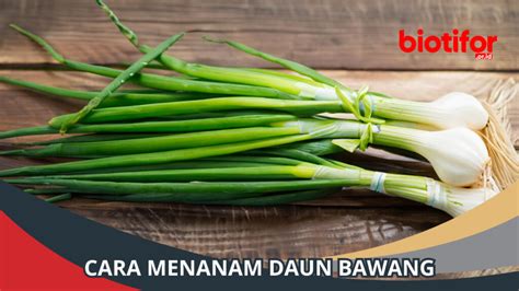 Cara Menanam Daun Bawang Panduan Lengkap Untuk Pemula Biotifor