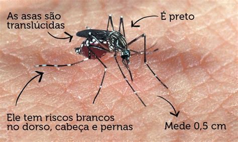 Portal do Ultra Todos Contra a Dengue Chikungunya e a Zika Também