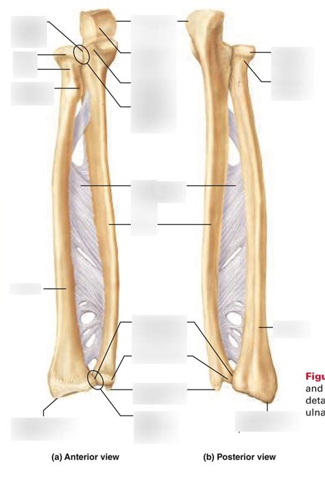 Radius And Ulna Labeled