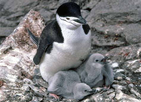 Chinstrap penguin pictures - Pygoscelis antarctica