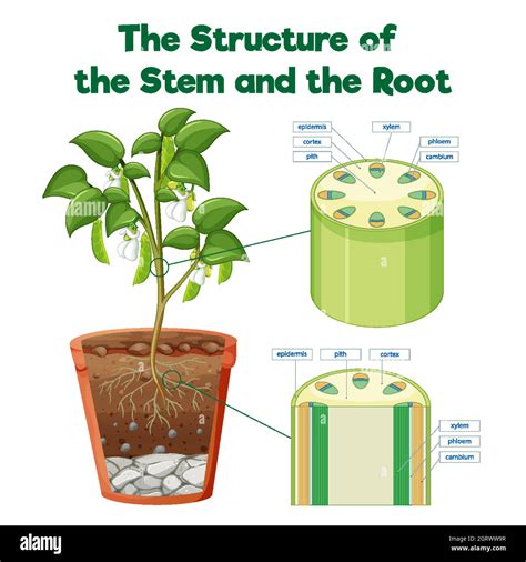 Physiological Structure Hi Res Stock Photography And Images Alamy