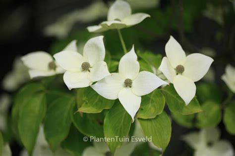 Cornus Kousa China Girl Plantentuin Esveld