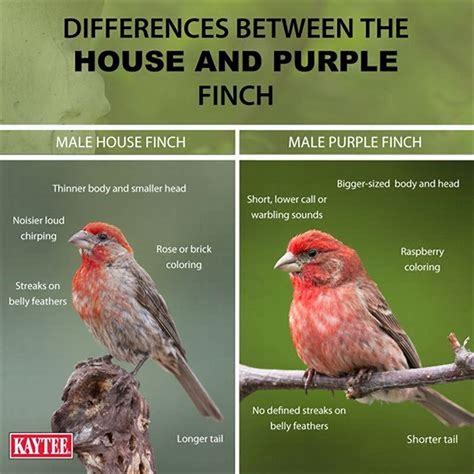 What is the difference between a Cassin's finch and a House Finch? - DIY Seattle