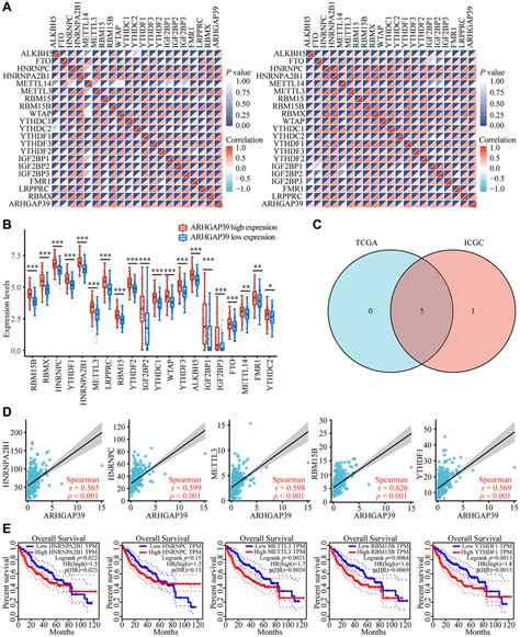 Biological Function Analysis Of ARHGAP39 As An Independent Prognostic